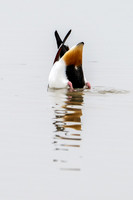 Shelduck 180125