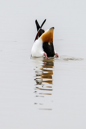 Shelduck 180125