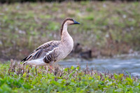 Swan Goose 100924-1
