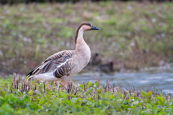 Swan Goose 100924-1