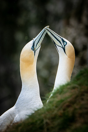 Bempton-58
