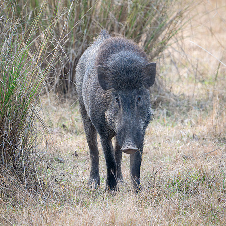 Wild Boar -1
