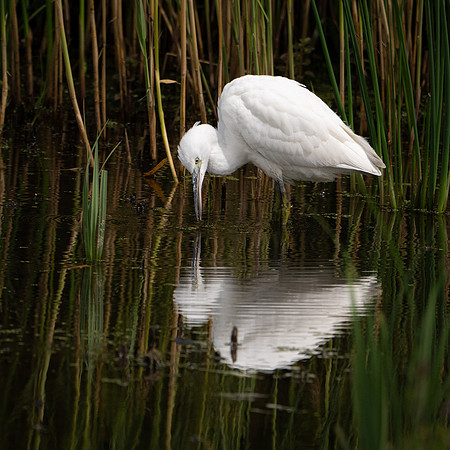 Little Egret 260724-1
