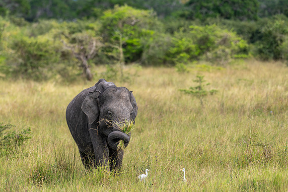 Indian Elephant -2
