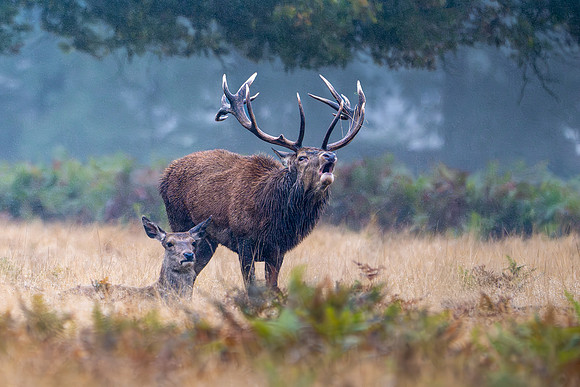 Red Deer Stag 141024-3