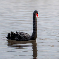 Black Swan 210125-2