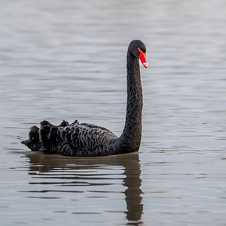 Black Swan 210125-2