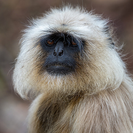 Langur Monkeys -8