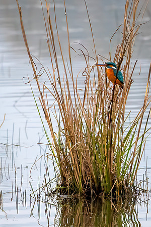 Common Kingfisher