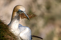 Bempton-174