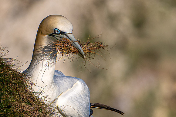 Bempton-174