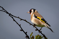 Goldfinch