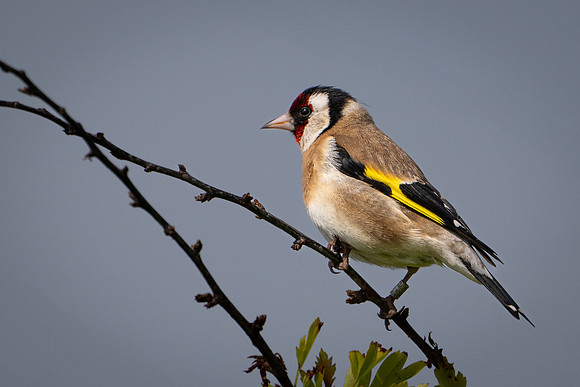 Goldfinch