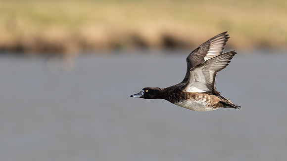 Tufted Duck 230222 -2