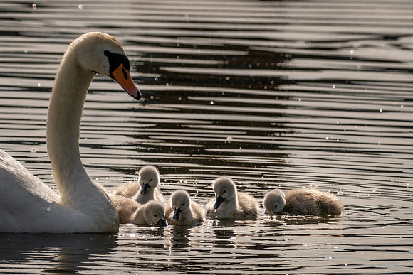 Mute Swan Family 170522 -2