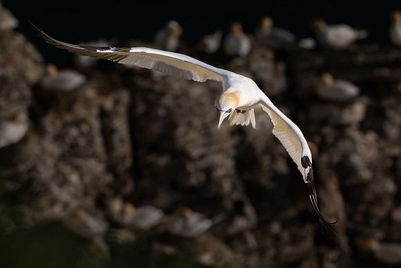 Bempton-45