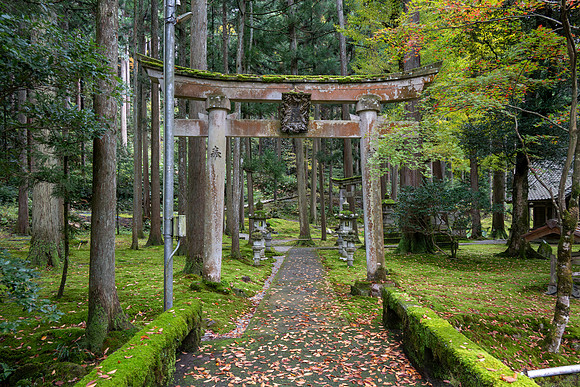 Hiyo Moss Garden-3