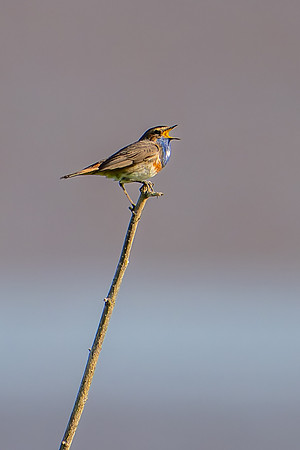 Bluethroat 180624-1