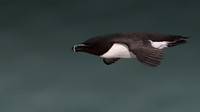 Razorbill -14
