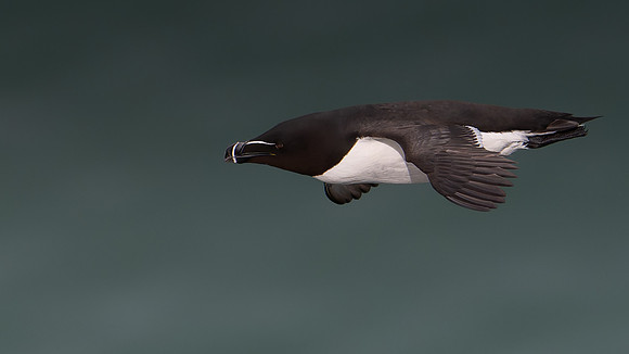 Razorbill -14
