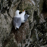 Bempton-69