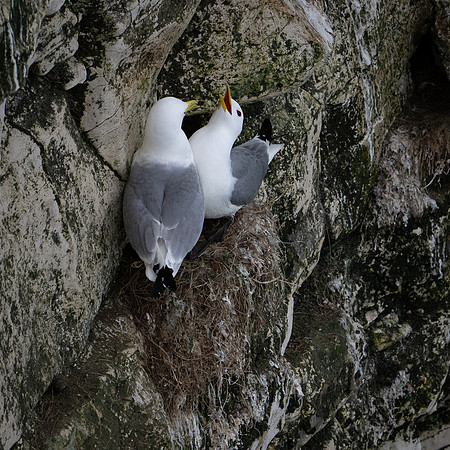 Bempton-69