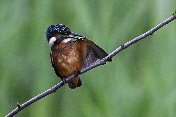 Kingfisher 090724-5
