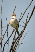 Whitethroat