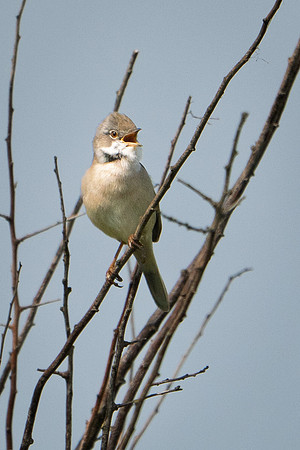 Whitethroat