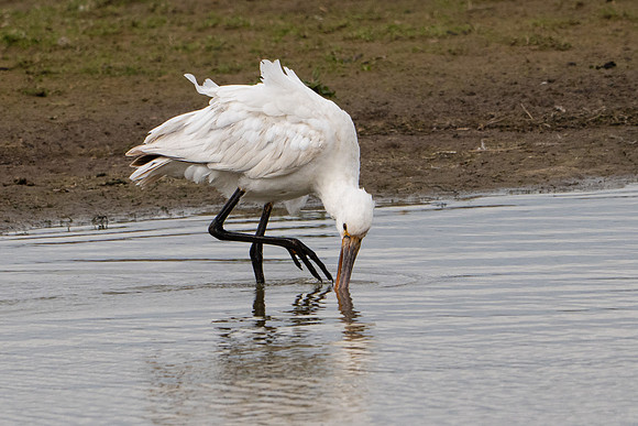 Spoonbill 250325-1