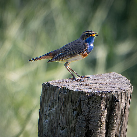 Bluethroat 180624-3