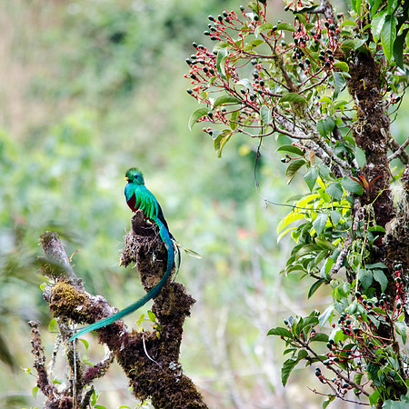 Resplendent Quetzal Male