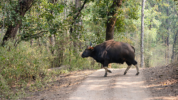 Gaur -1
