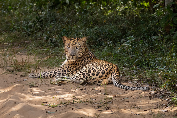 Large Male Leopard Resting in Road -3
