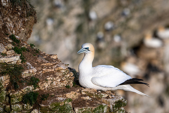 Bempton-118