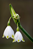 Leucojum vernum 020425
