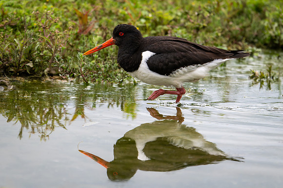 Oystercatcher 090724-2