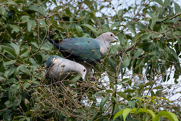 Green Imperial-pigeon -1