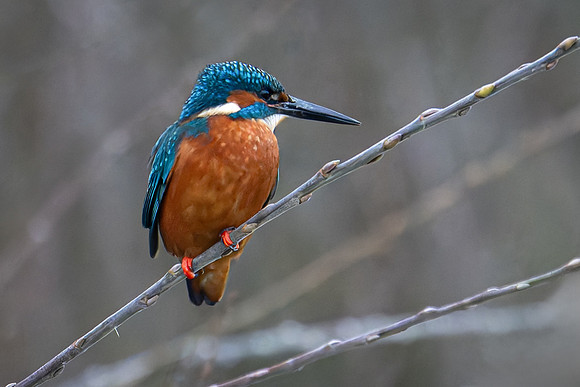 Kingfisher 180105