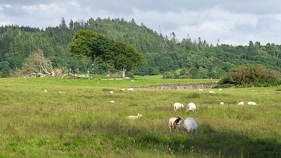 Newton Stewart -4