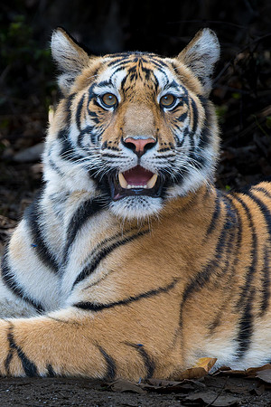 Tiger -14