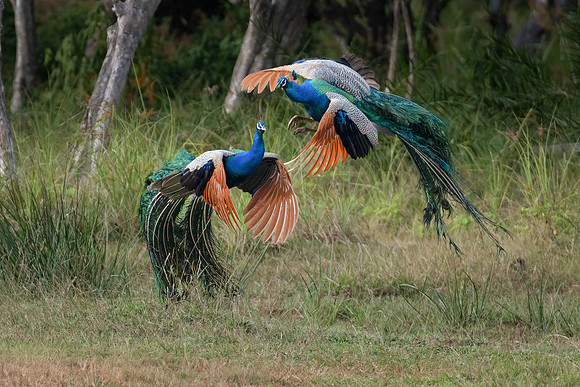 Peacocks Fighting- 2