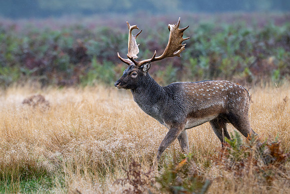 Fallow Deer Stag 141024-4