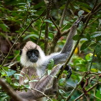 Grey Faced Langur Monkey -1