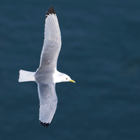 Bempton-123