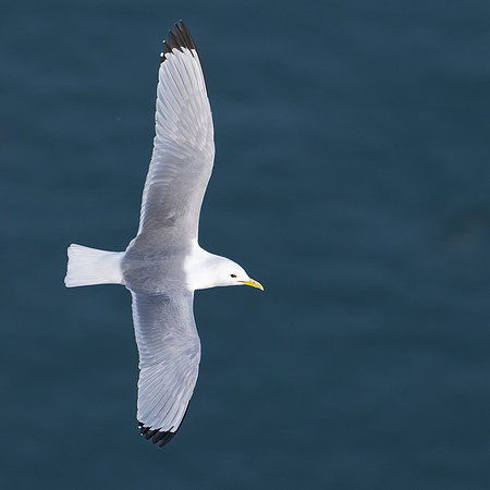 Bempton-123