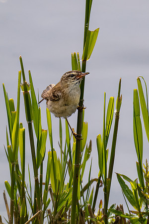 Sedge Warbler 290622-2