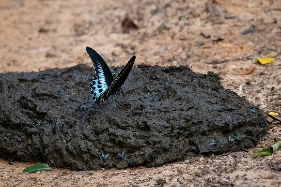 Jay Butterfly on Dung