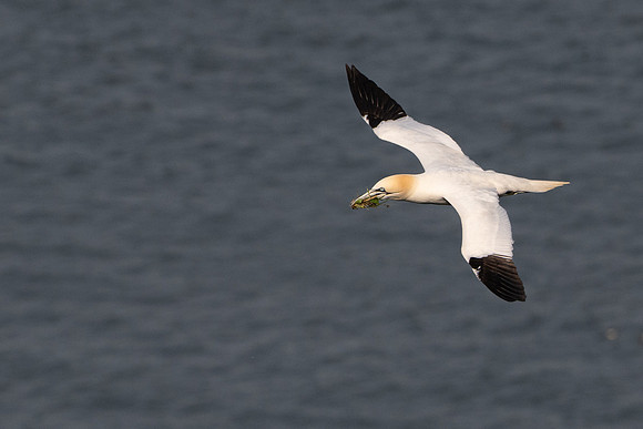 Bempton-148