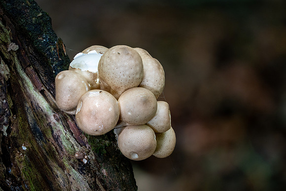 Stump Puffballs 121024